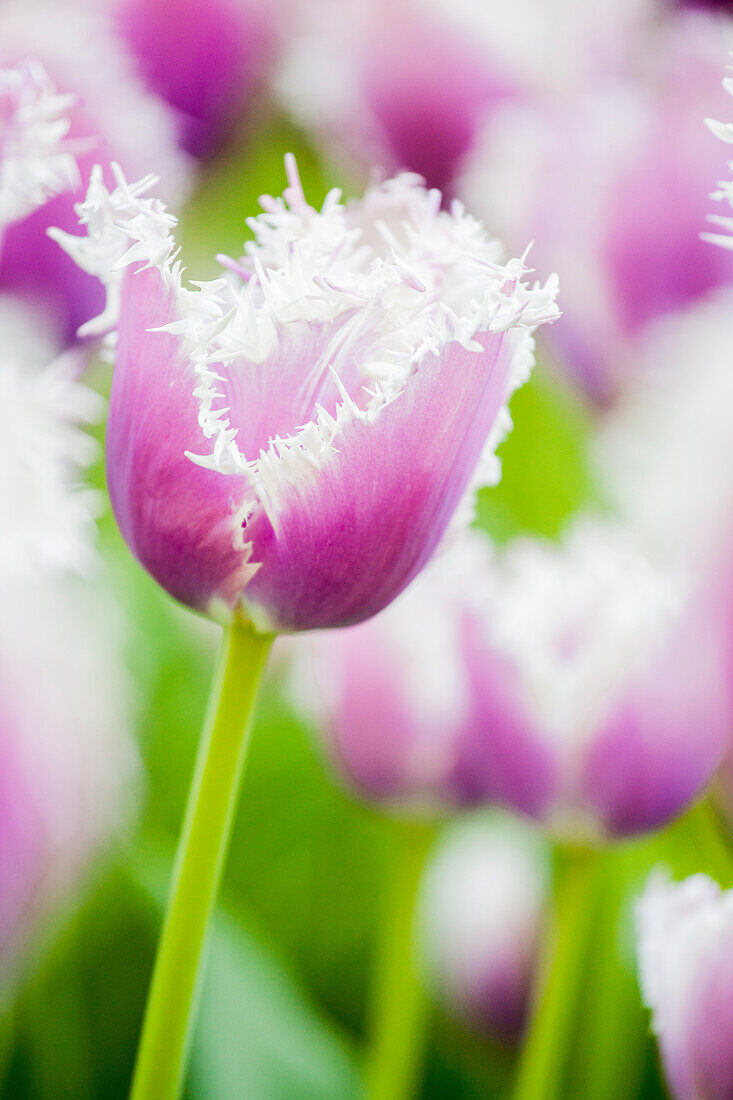 Tulipa crispa