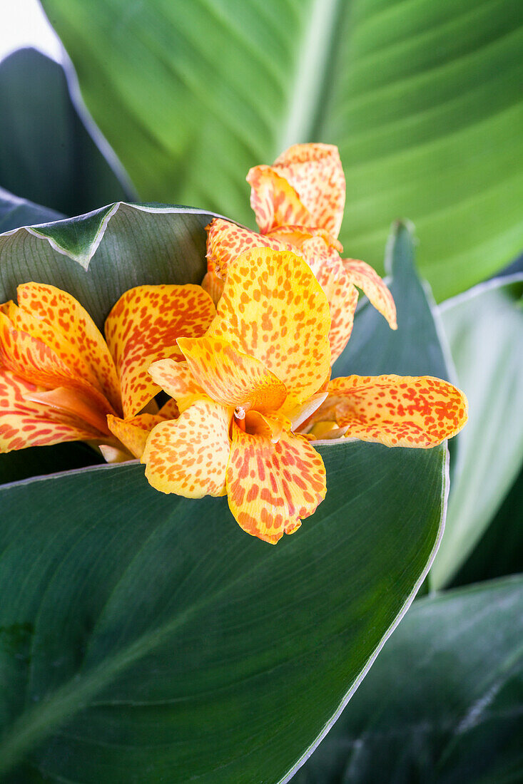 Canna indica Tenerife