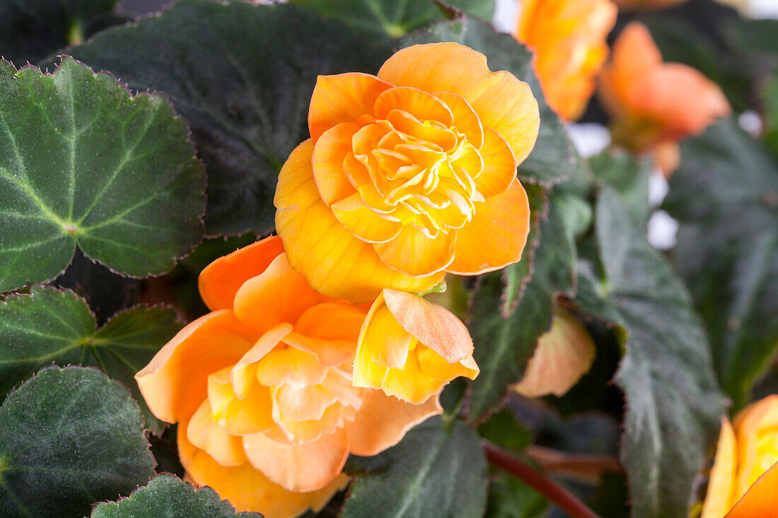 Begonia 'Doublet'