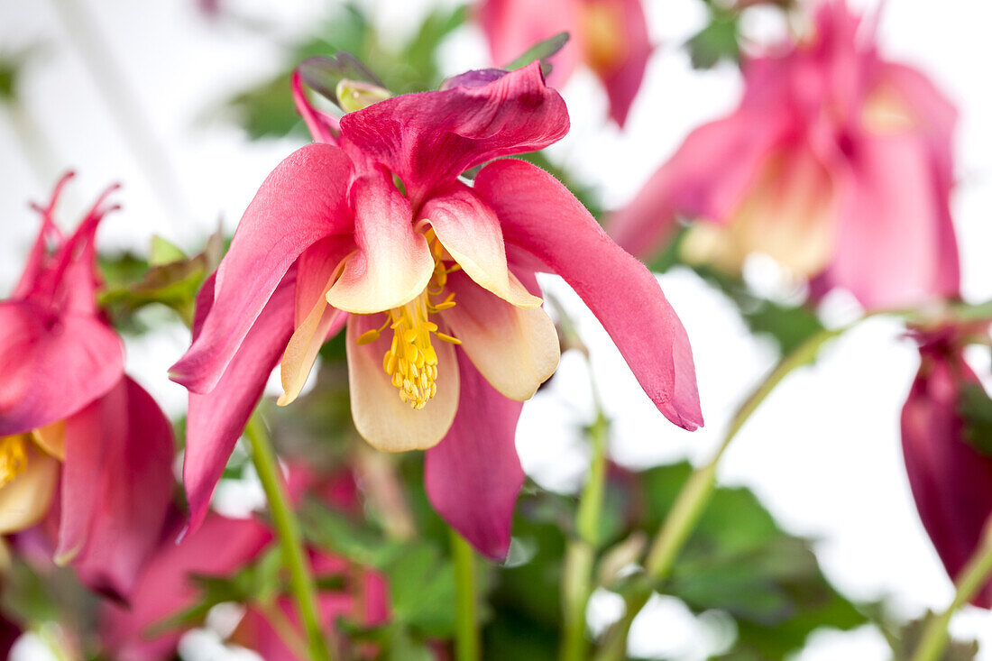 Aquilegia caerulea 'Spring Magic® Rose & Ivory'