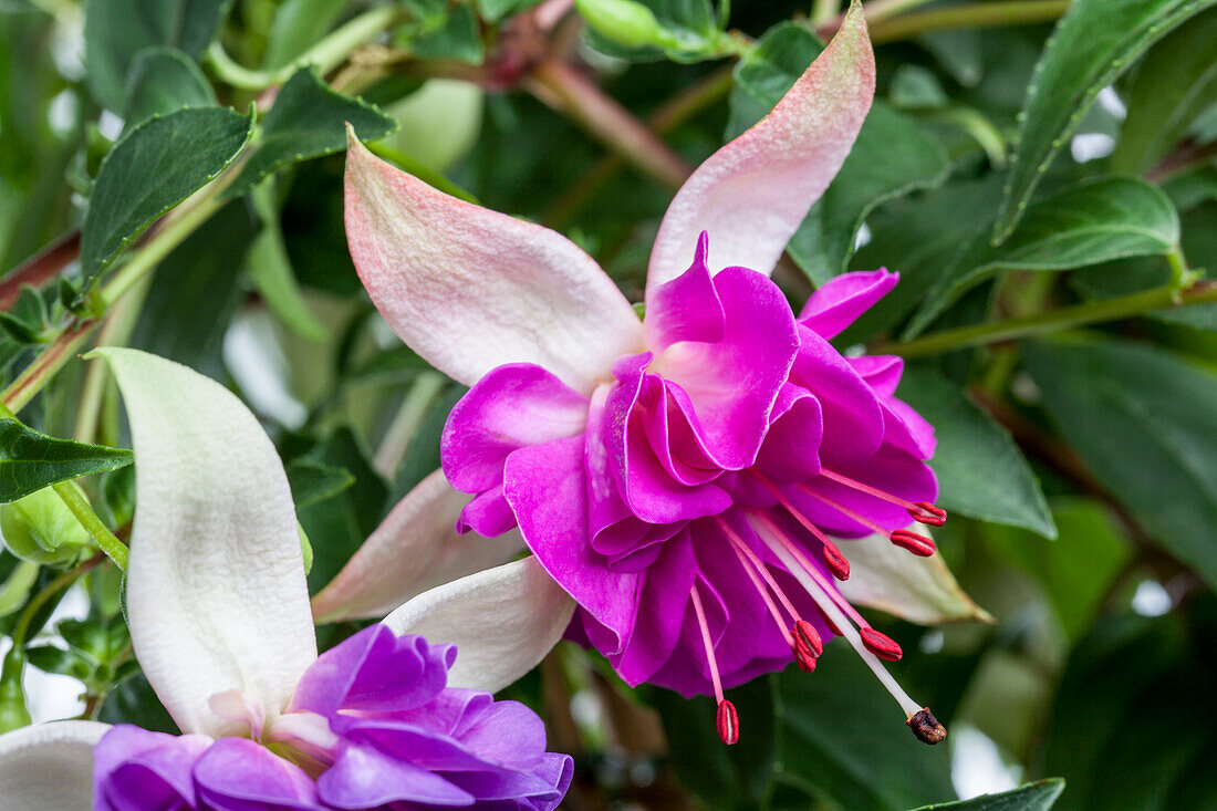 Fuchsia