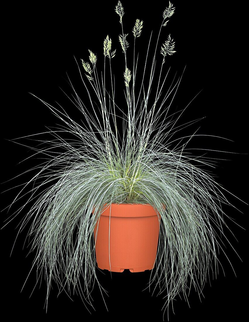 Festuca cinerea