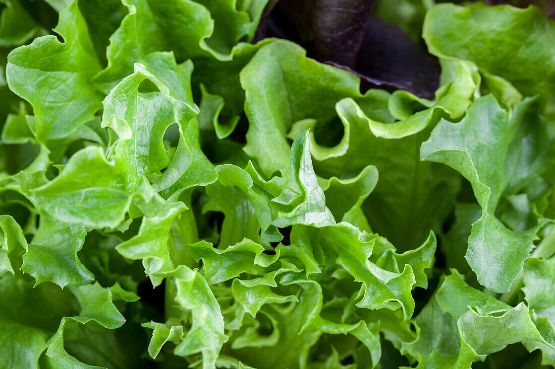 Lactuca sativa var. crispa