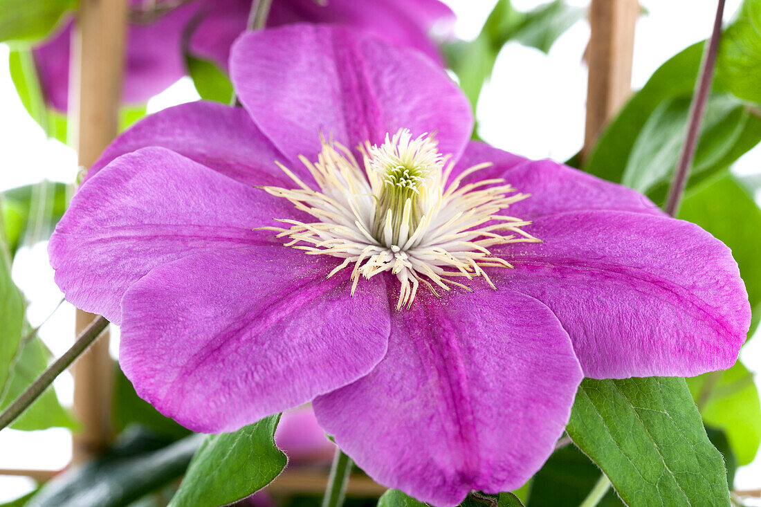 Clematis, pink