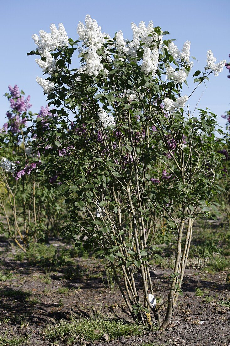 Syringa vulgaris 'Madame Lemoine'