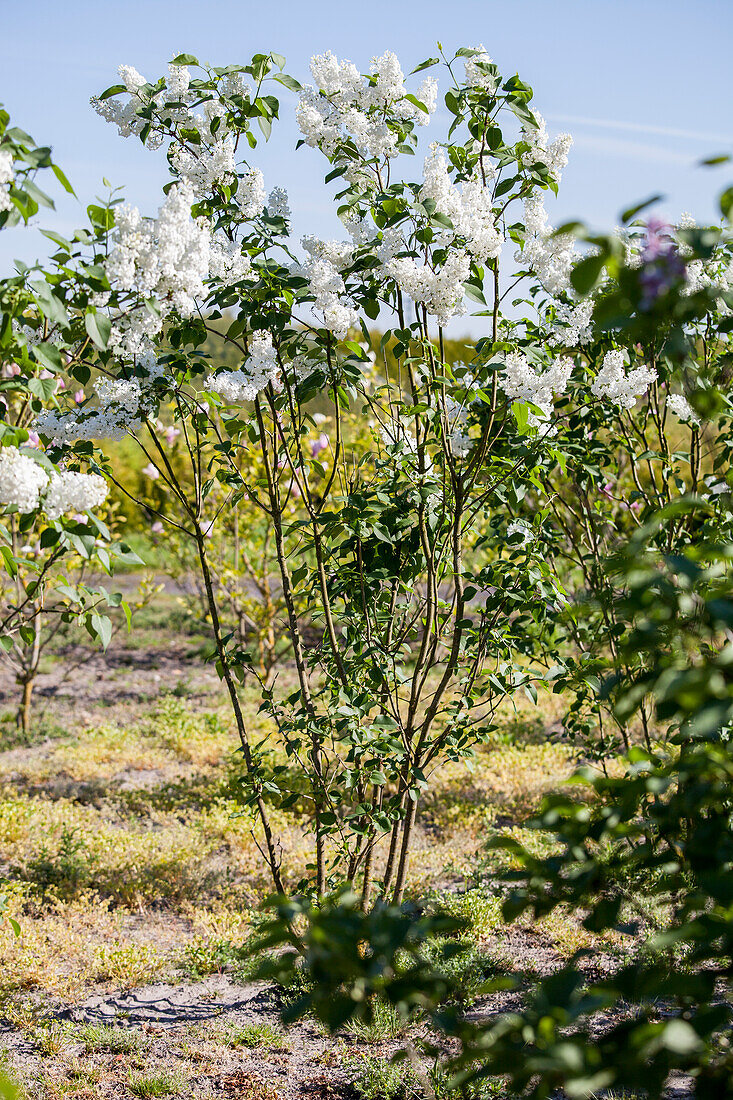 Syringa vulgaris