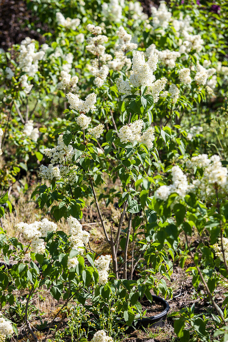 Syringa vulgaris