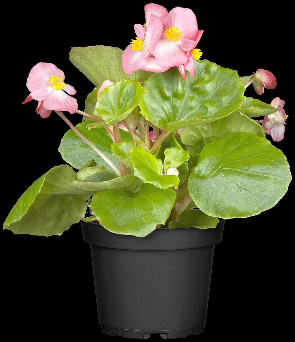 Begonia semperflorens, rosa