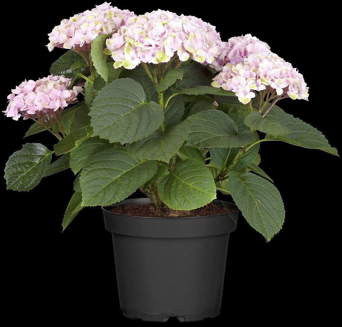 Hydrangea 'Magical'® Four Seasons