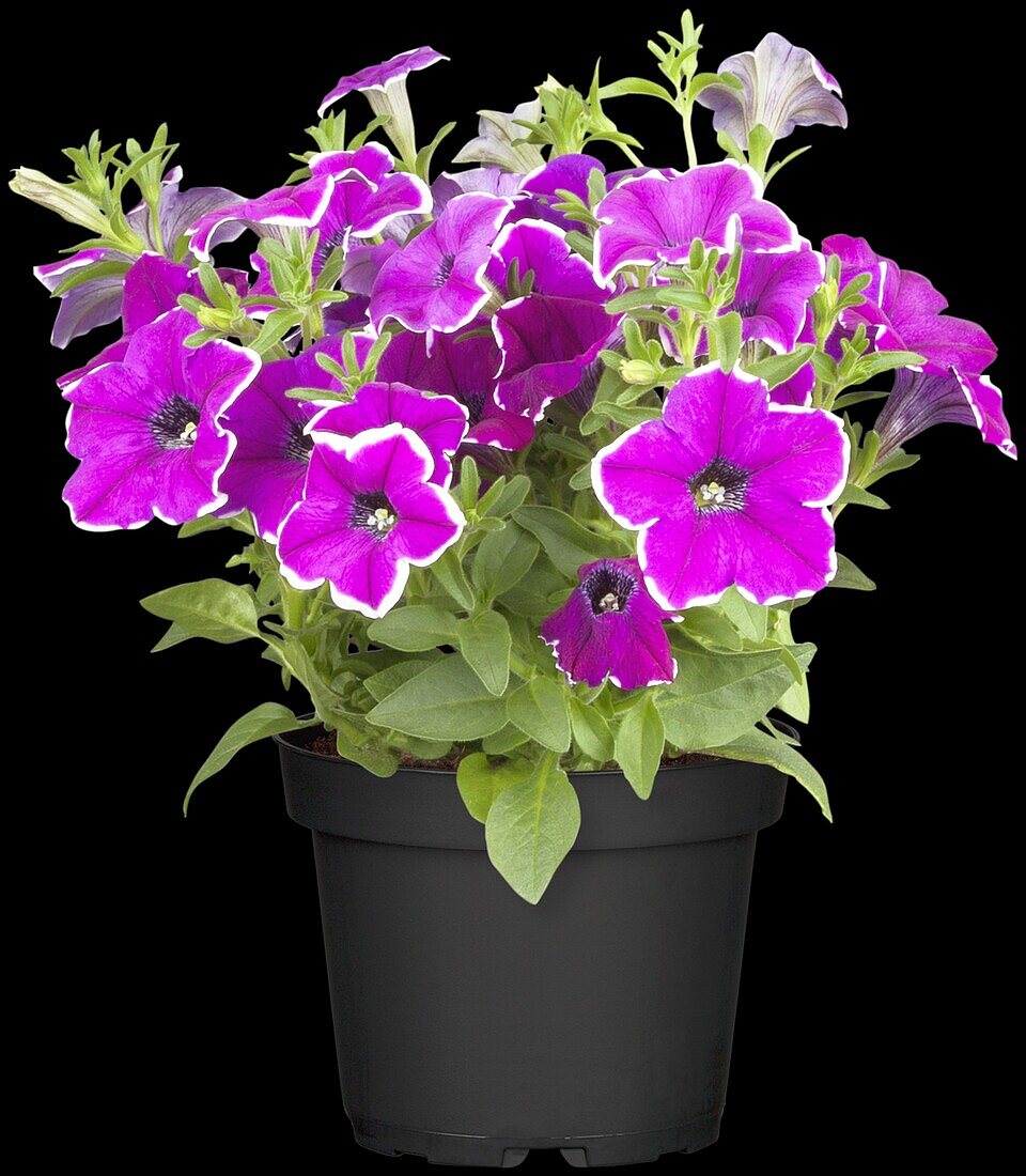 Petunia grandiflora