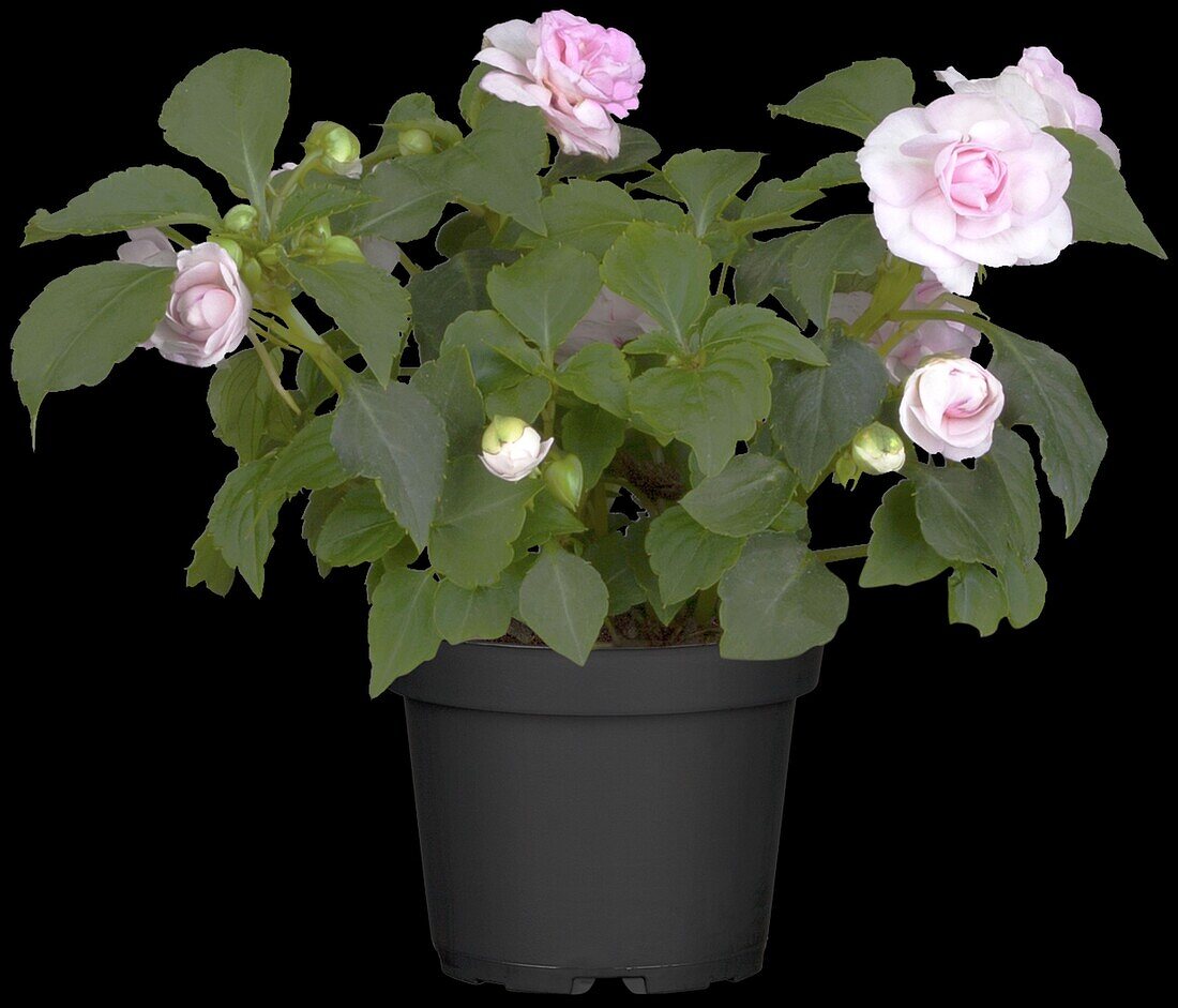 Impatiens walleriana, pink