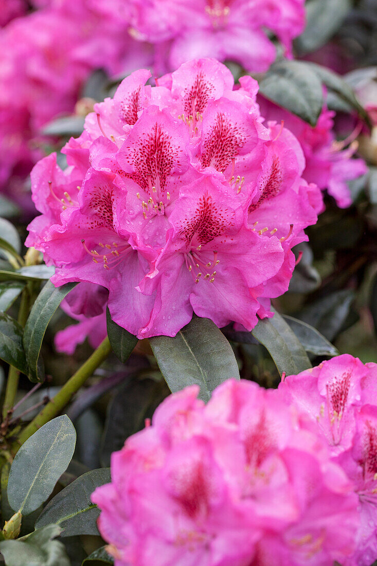 Rhododendron 'Constanze'