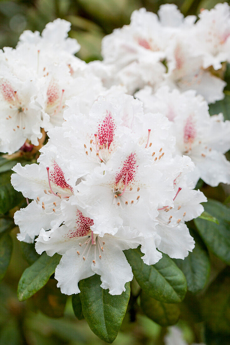 Rhododendron 'Schneeauge'