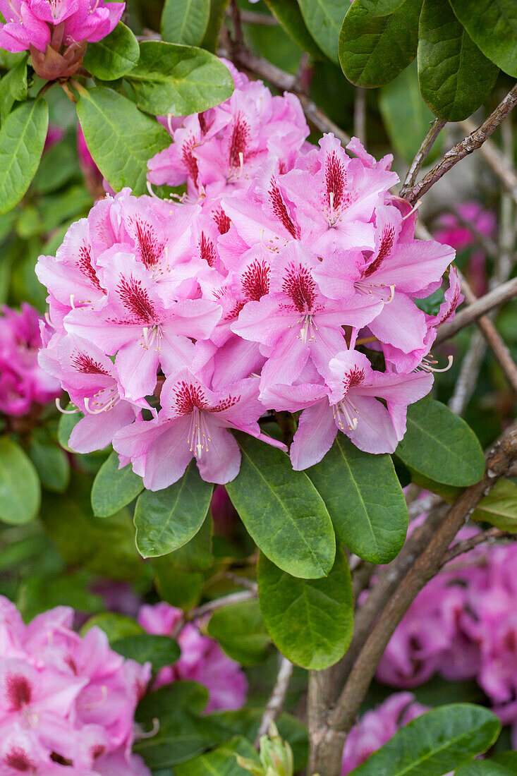 Rhododendron 'Furnivall´s Daughter'