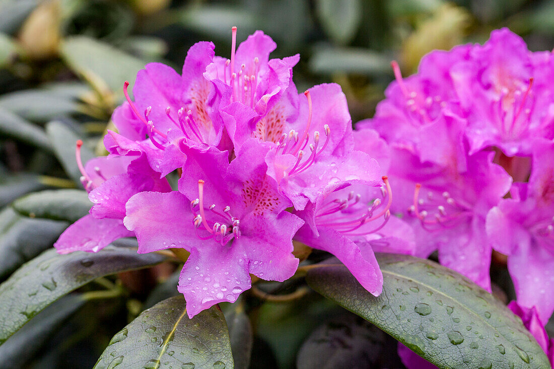 Rhododendron 'Alfred'