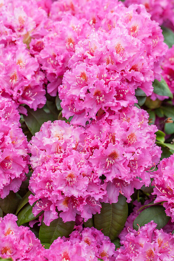 Rhododendron Florence Sarah Smith