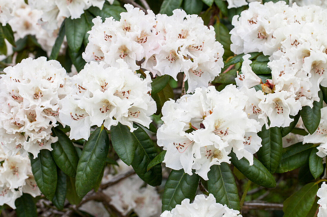 Rhododendron 'Bellini'