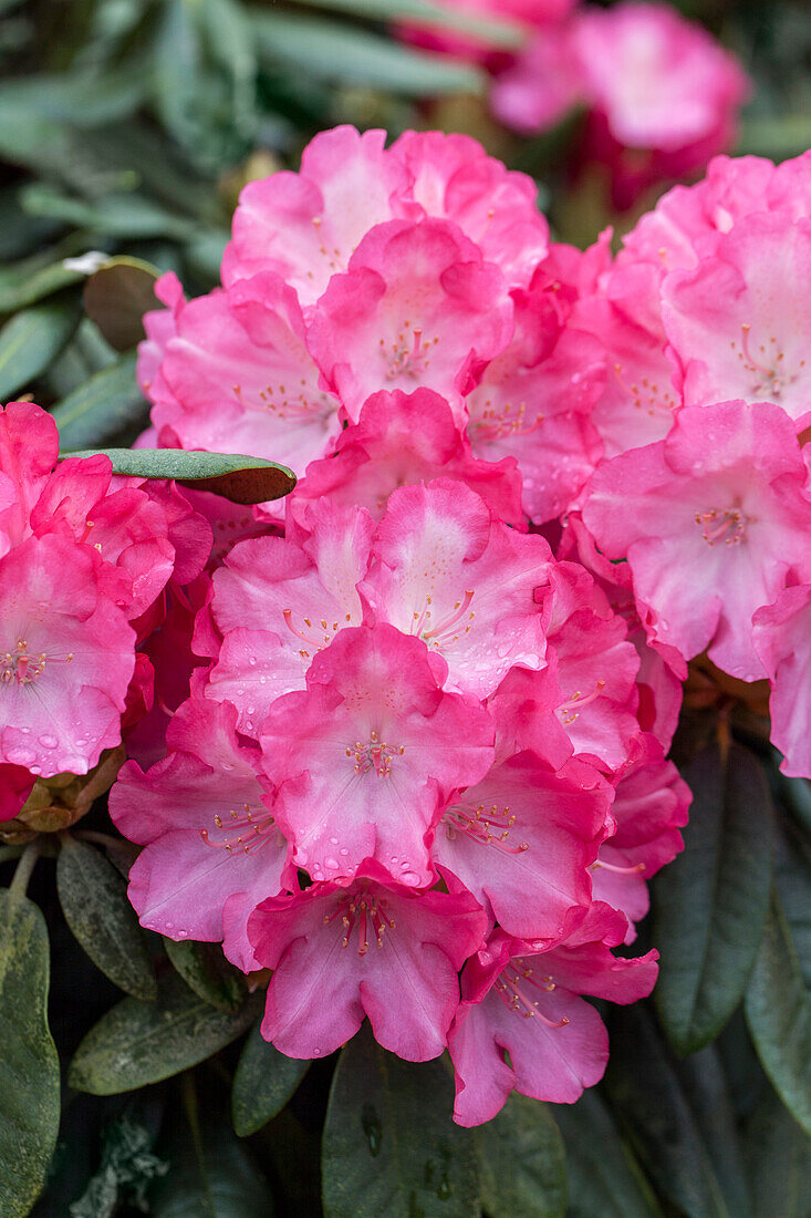 Rhododendron yakushimanum 'Fantastica