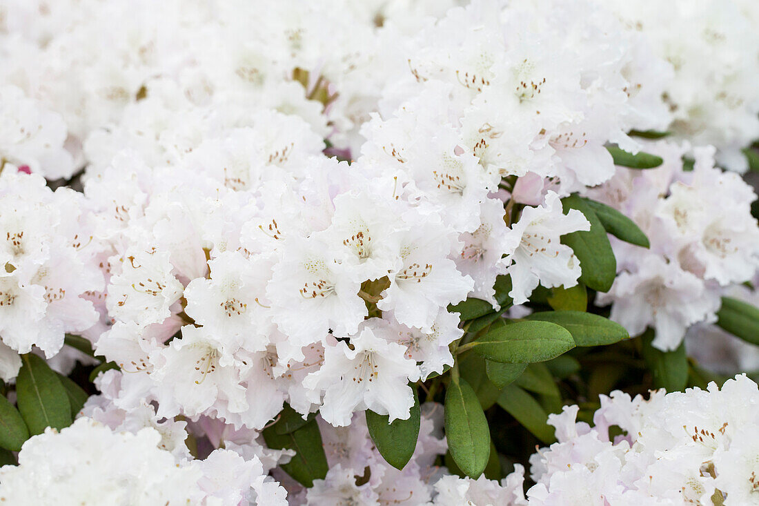 Rhododendron yakushimanum 'Schneewolke'