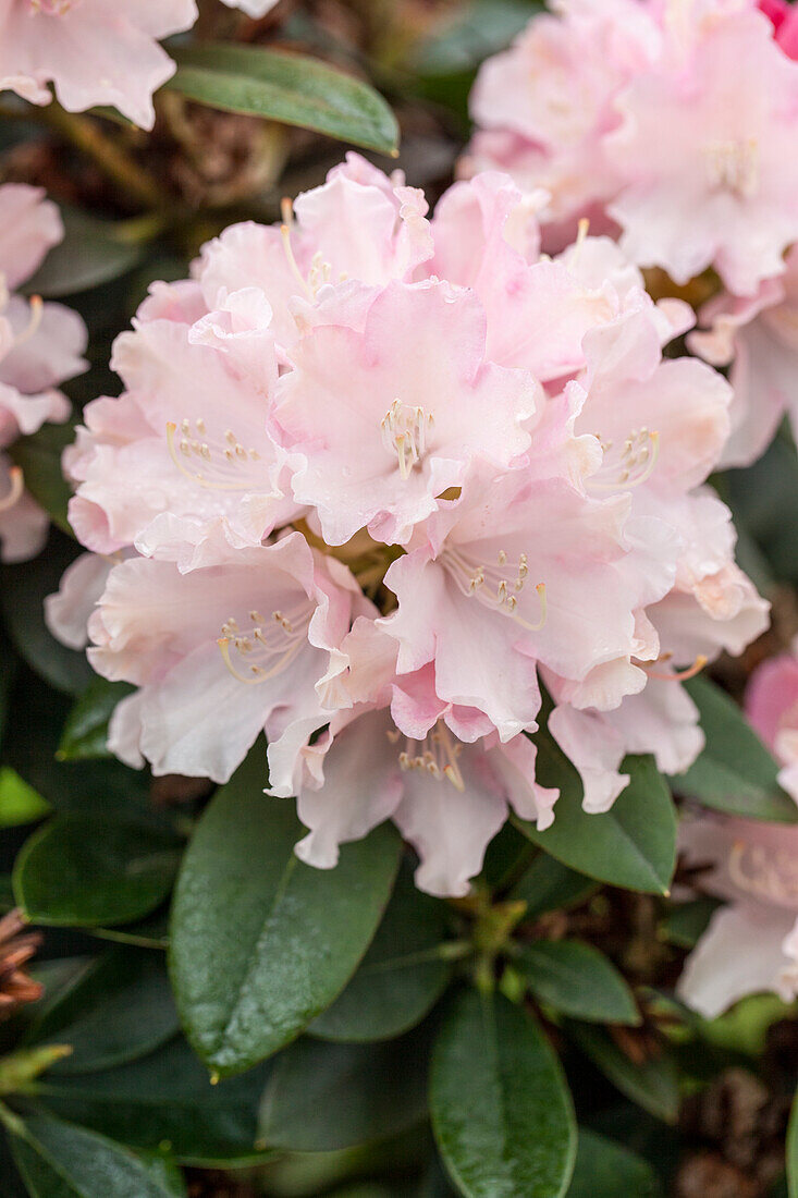 Rhododendron yakushimanum 'Schneekrone'