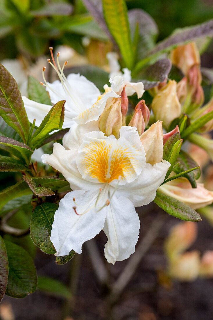 Rhododendron luteum 'Möwe'