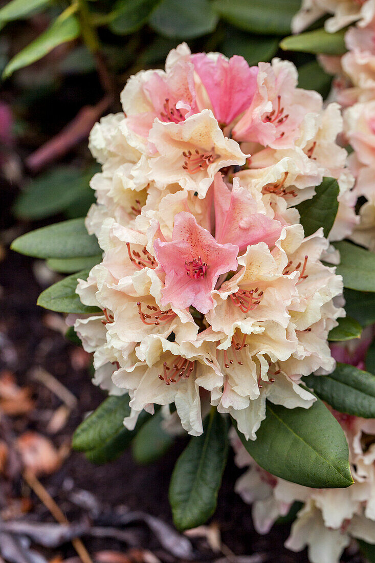 Rhododendron yakushimanum 'Percy Wiseman'