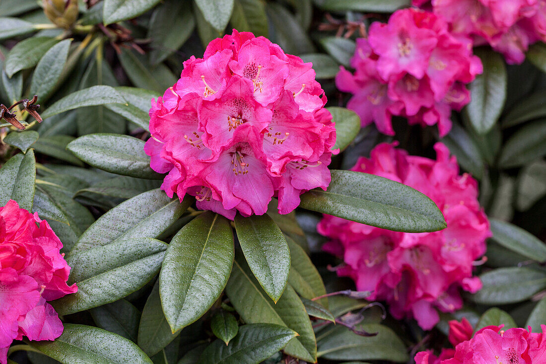 Rhododendron insigne 'Nefertiti