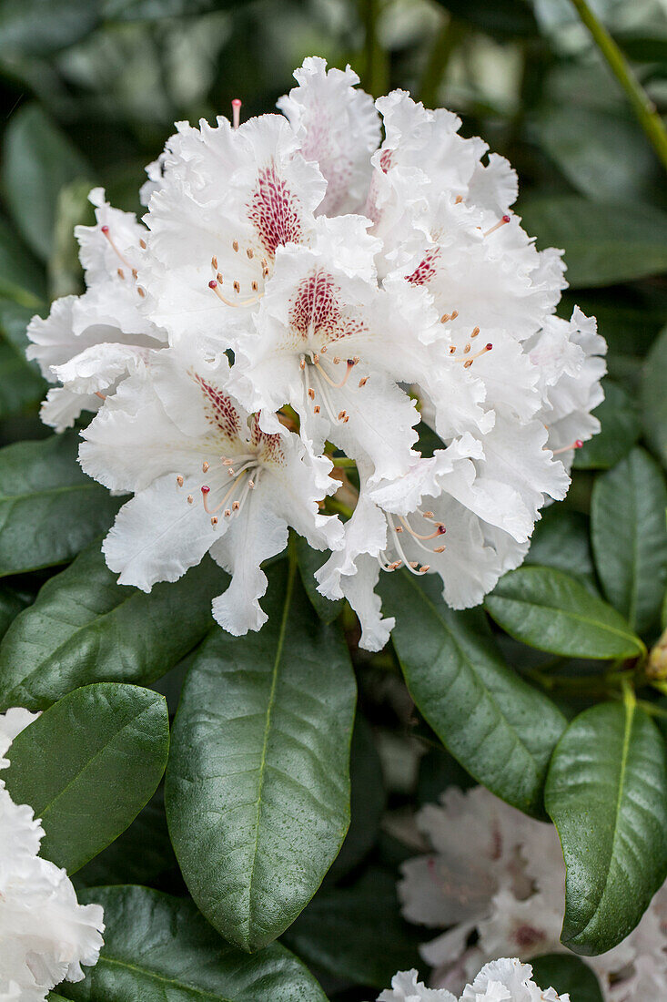 Rhododendron 'Progrès'