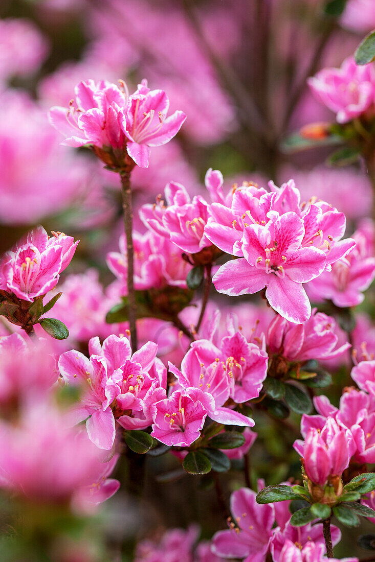 Rhododendron obtusum 'Kermesina Rose'