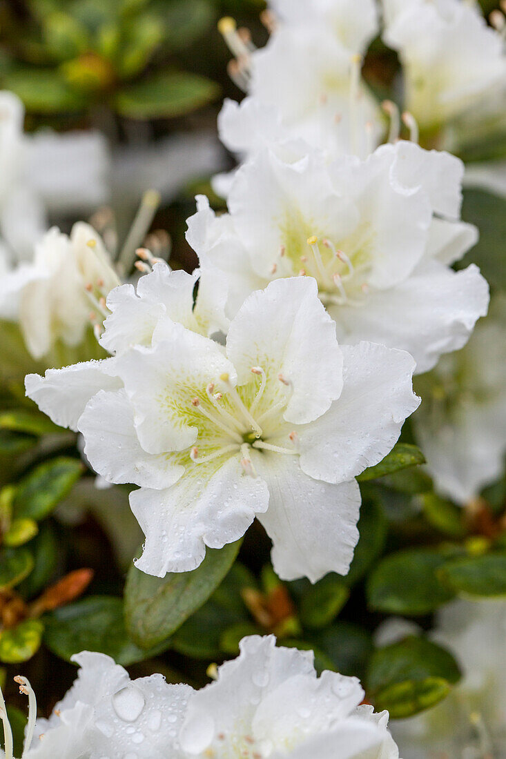 Rhododendron obtusum 'Snow Pearl'®