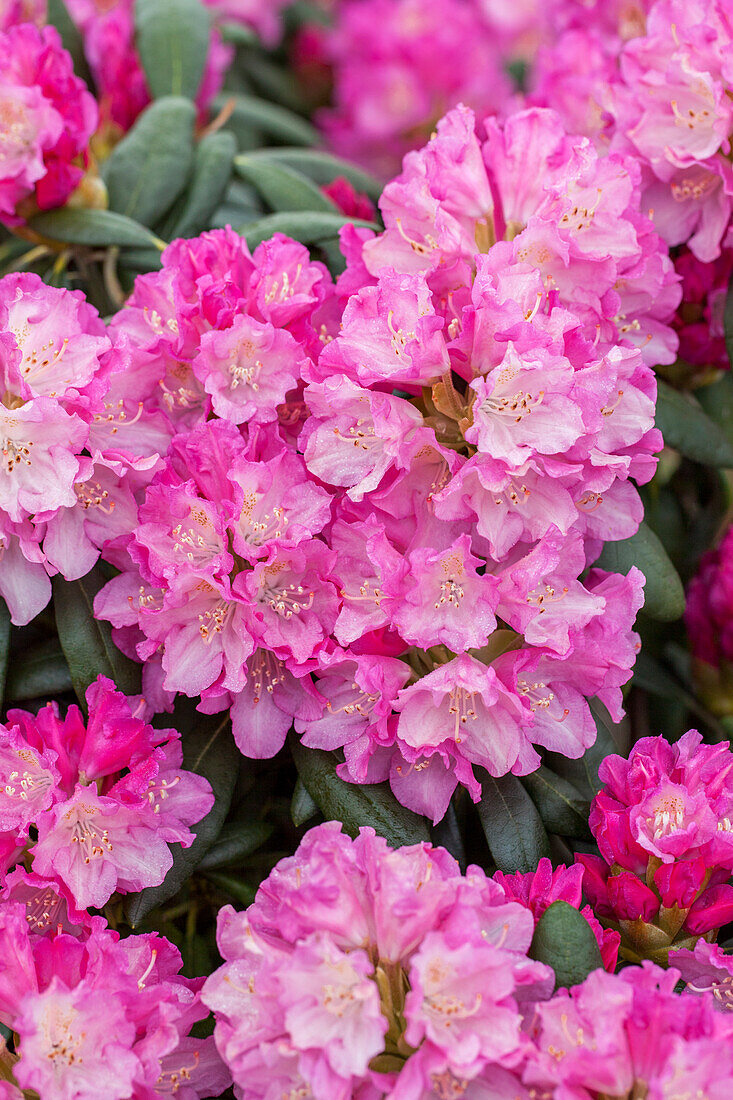 Rhododendron yakushimanum 'Blurettia'