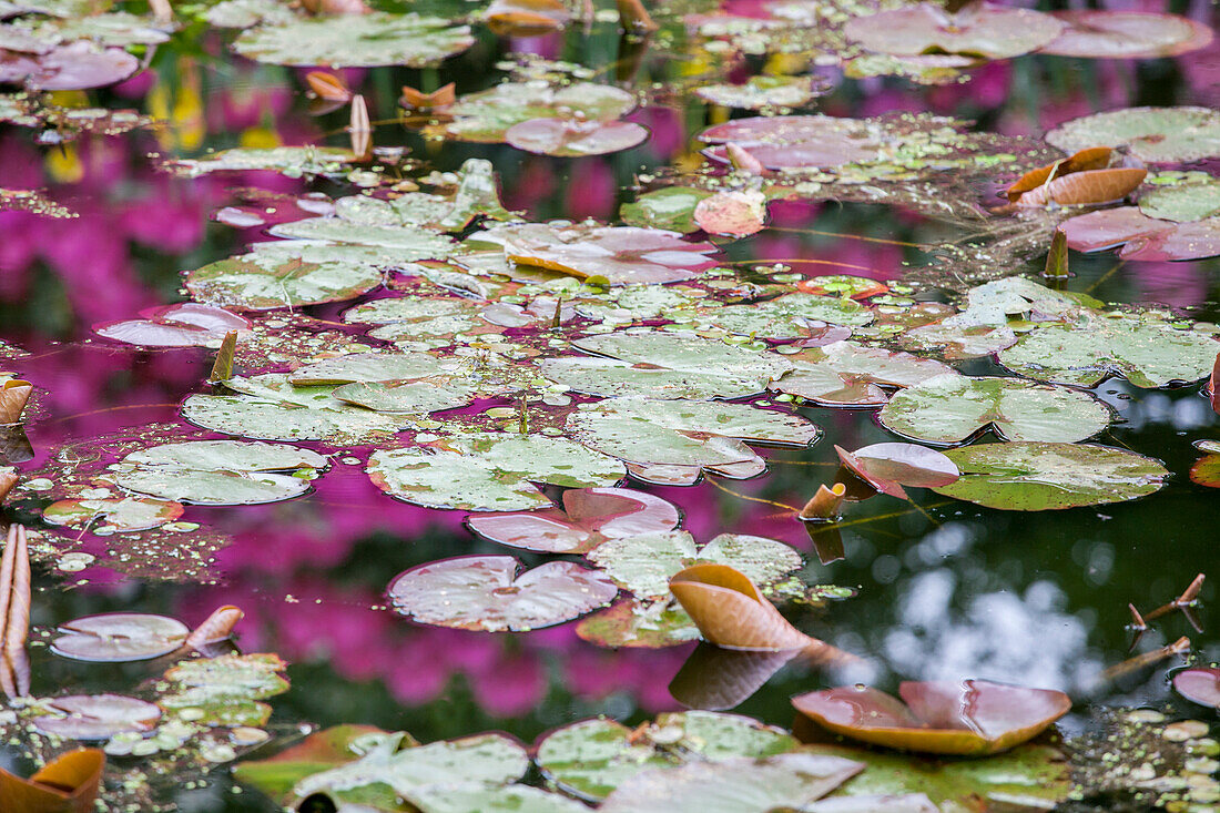 Nymphaea