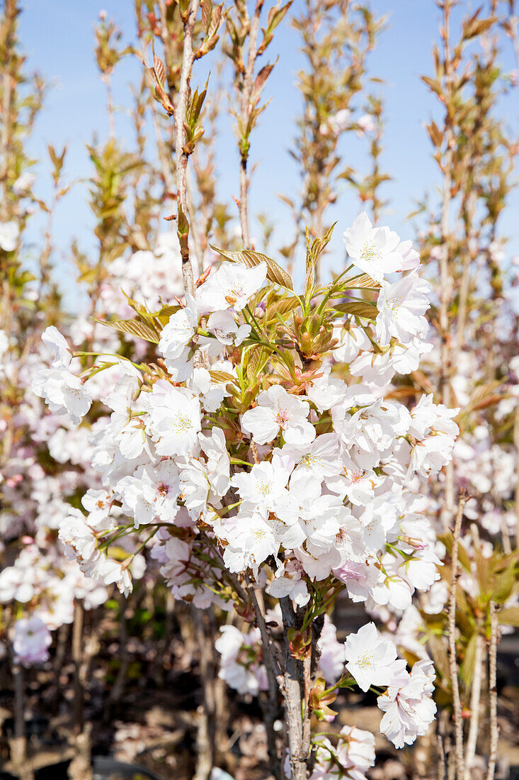 Prunus serrulata 'Amanogawa'