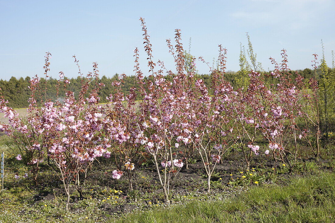 Prunus sargentii