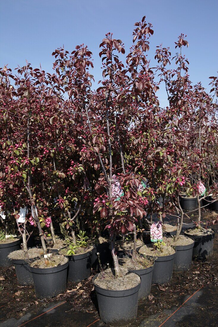 Malus 'Rudolph'