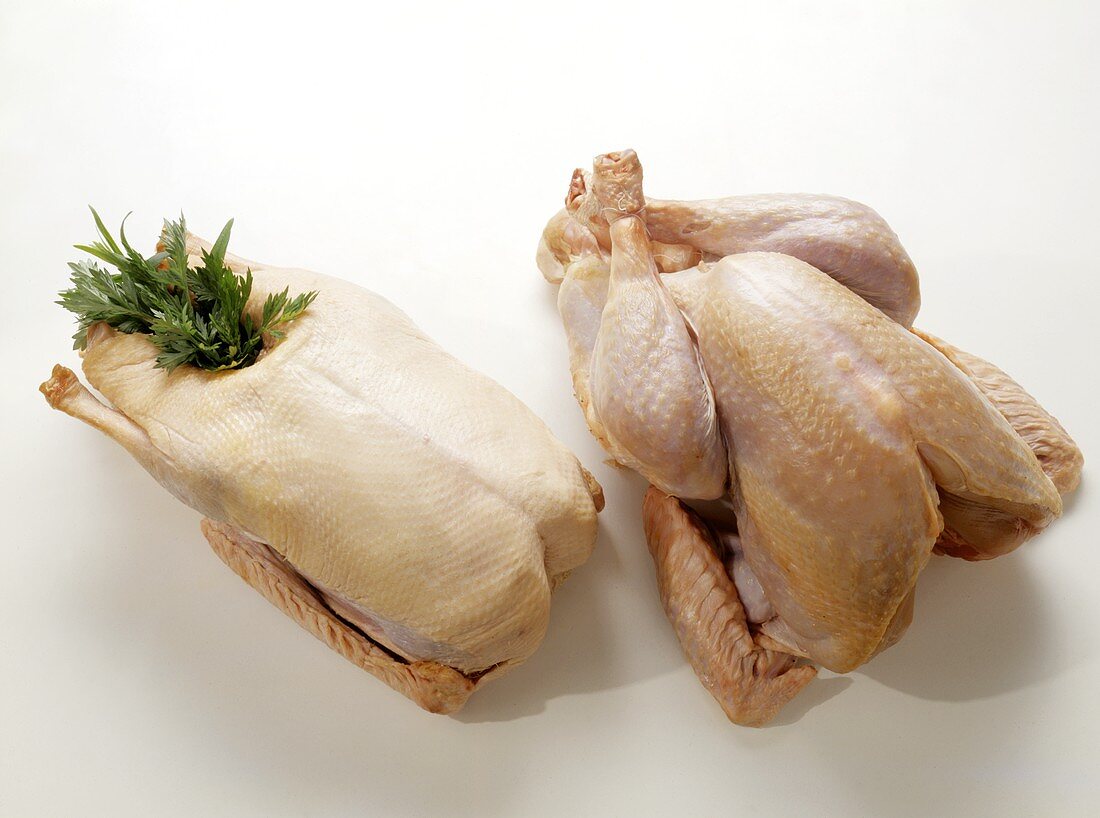 Fat Goose & Turkey