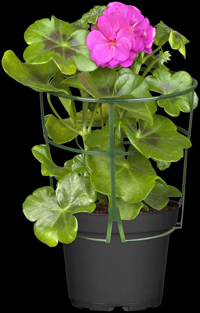 Pelargonium peltatum