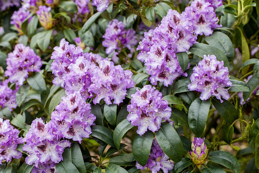 Rhododendron 'Arthur Bedford'