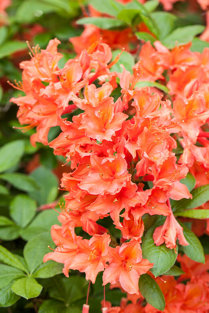 Rhododendron luteum 'Dulcinae'