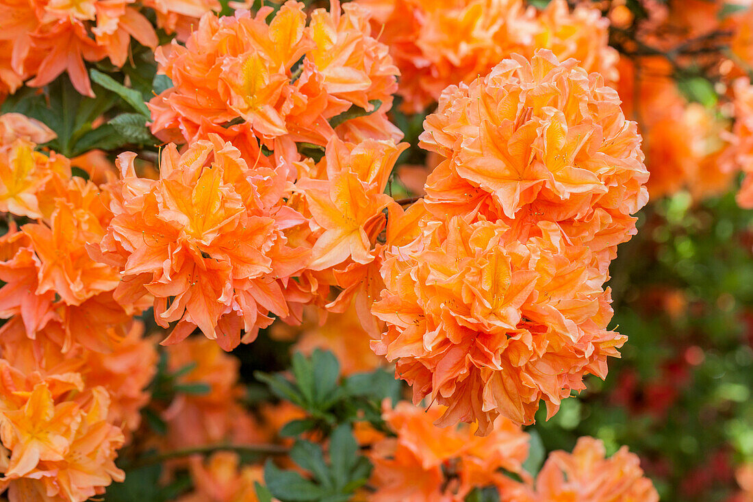 Rhododendron molle 'Samuel Taylor Coleridg'