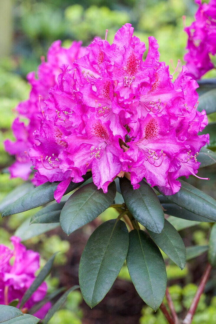 Rhododendron 'Grandios' molle