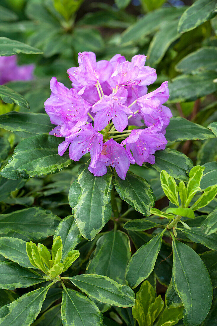 Rhododendron 'Silberreif' (Silver hoop)