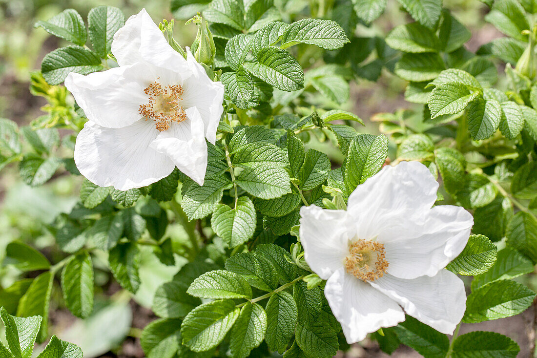 Rosa canina