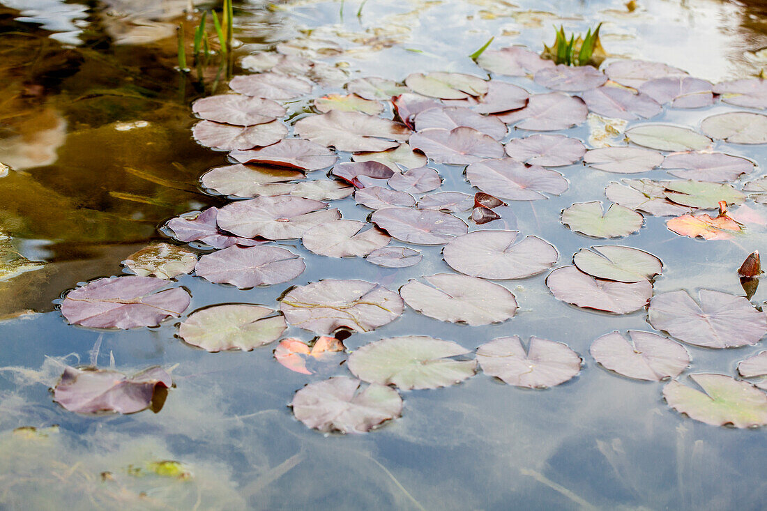 Nymphaea