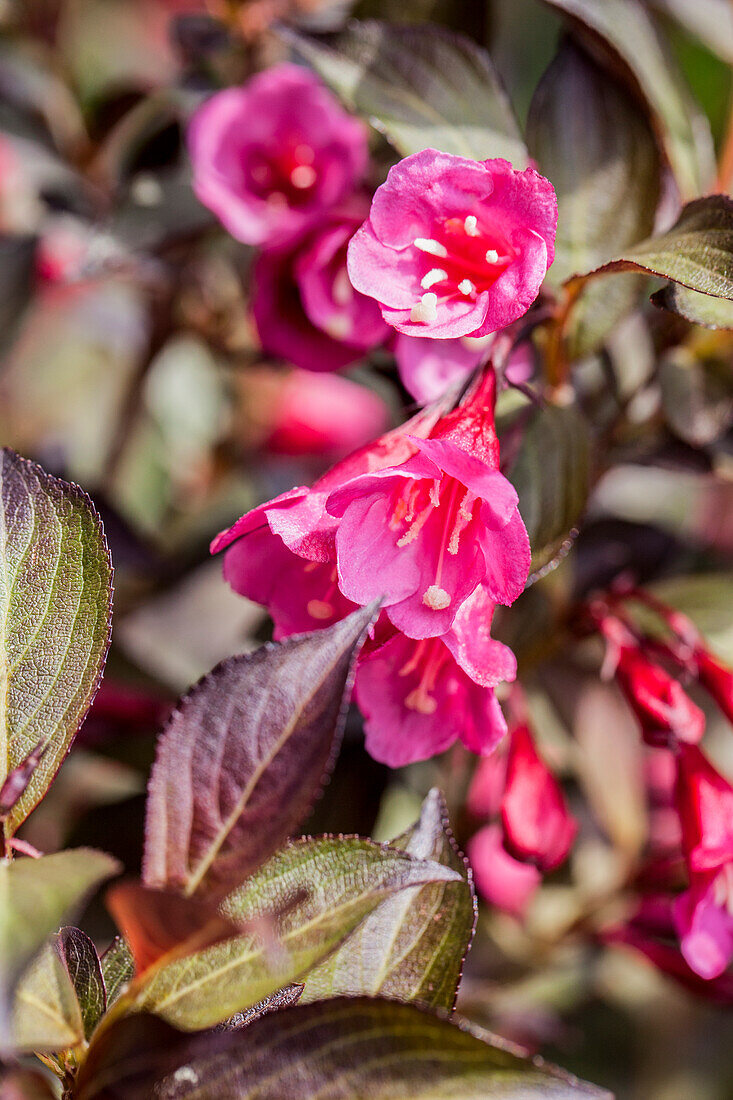 Weigela florida 'Minor Black'®