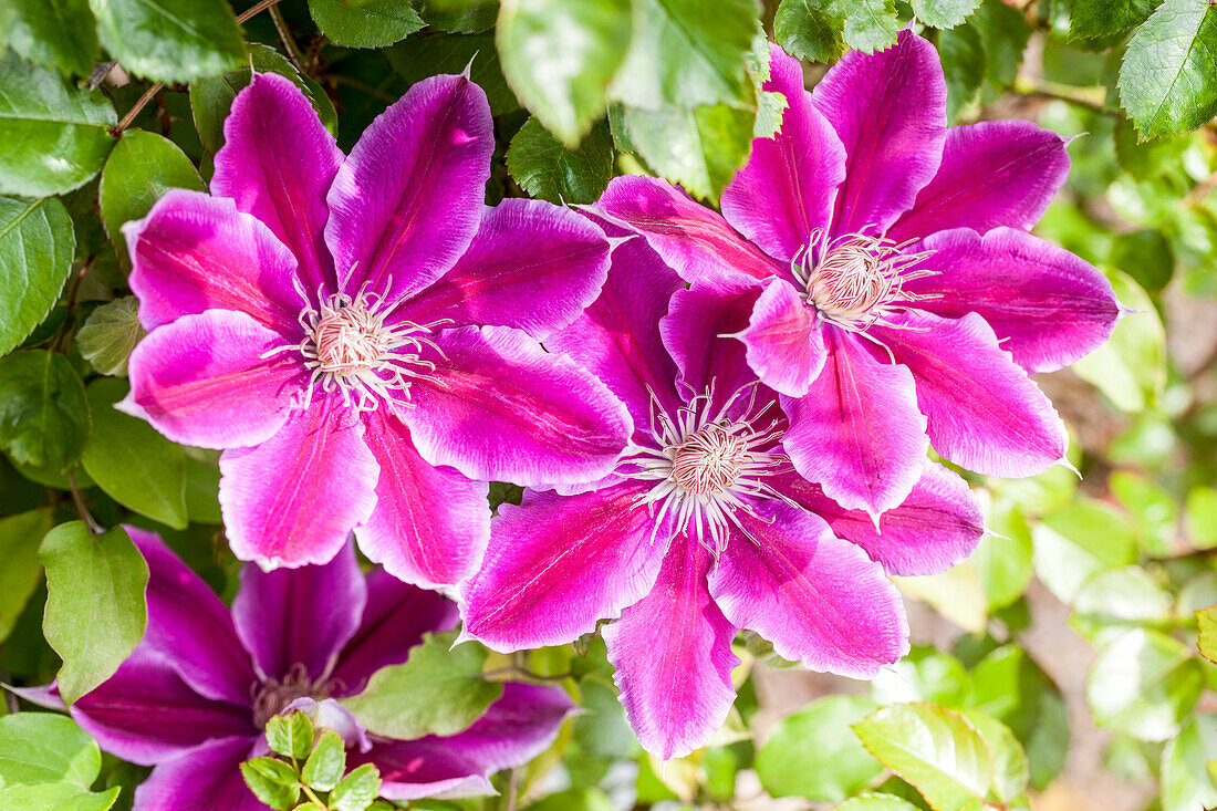 Clematis 'Dr. Ruppel'