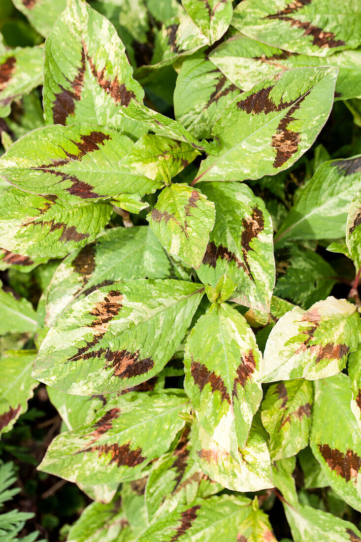 Persicaria filliformis