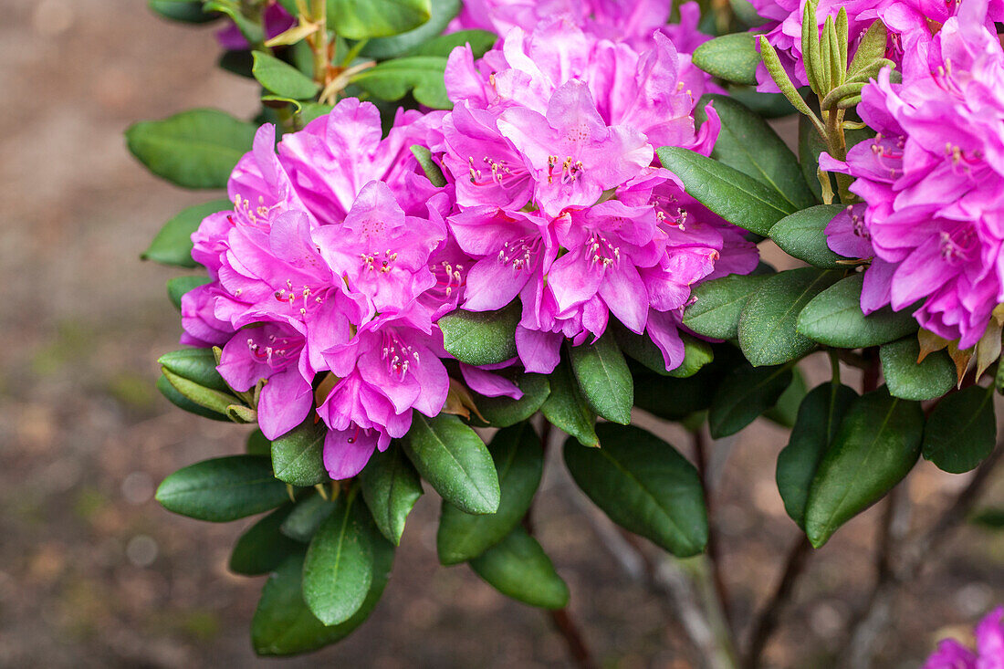 Rhododendron catawbiense 'Grandiflorum'