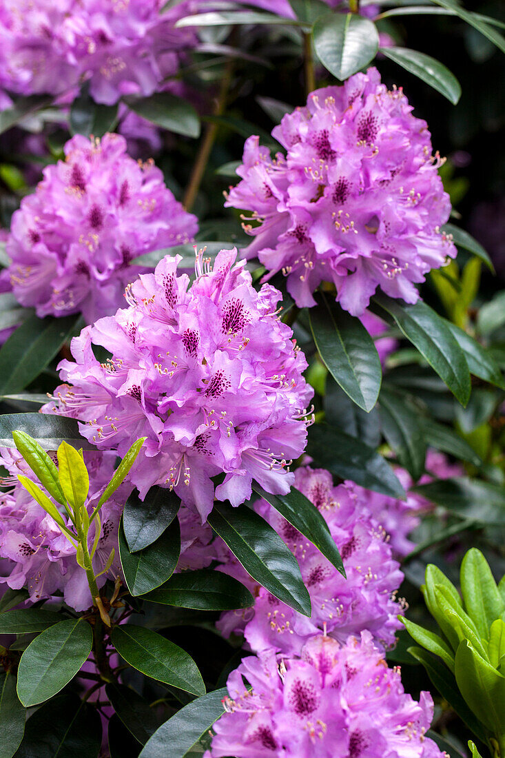 Rhododendron, lila