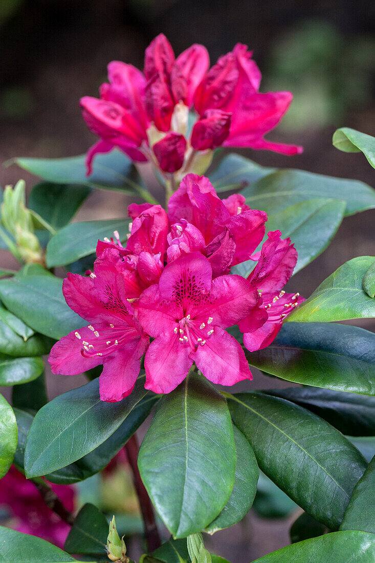 Rhododendron 'Nova Zembla'